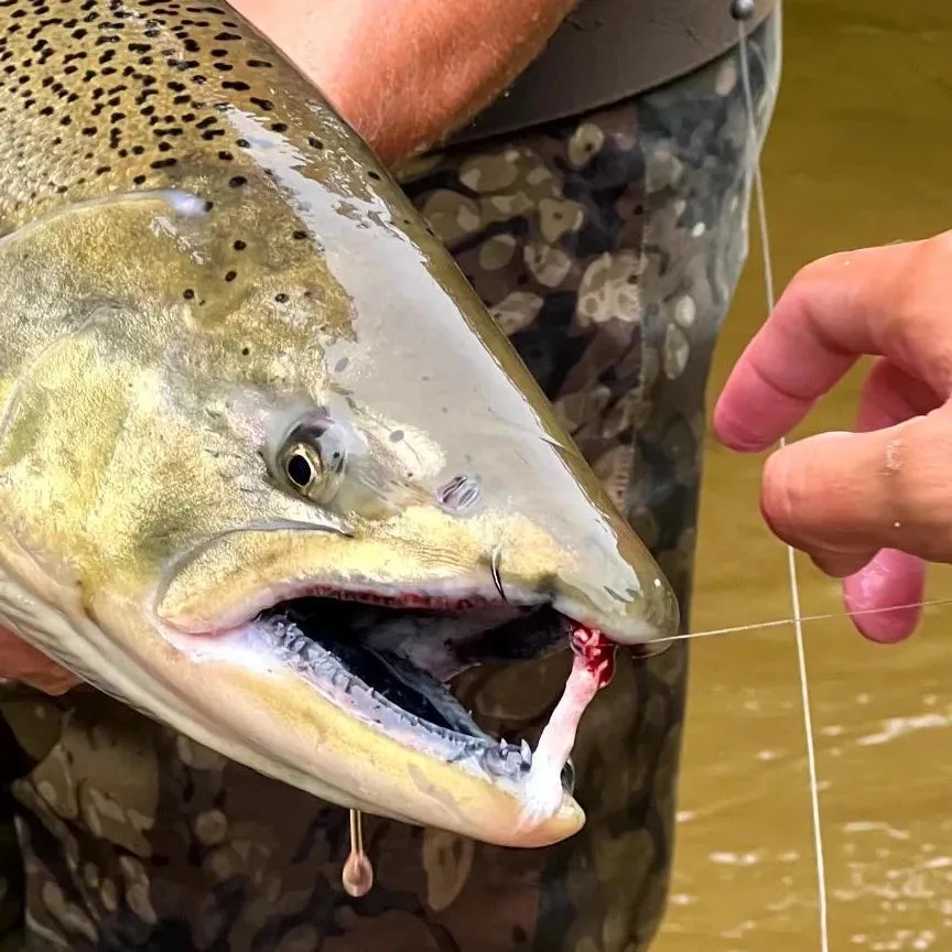 100 PACK SKEENA HOOK