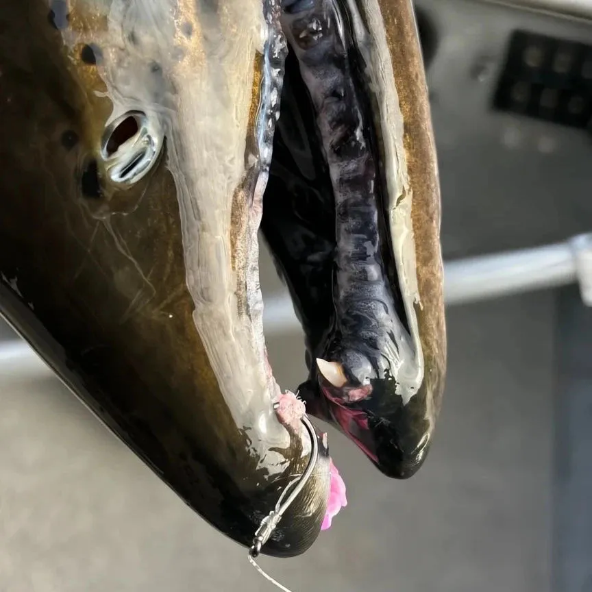 100 PACK SKEENA HOOK