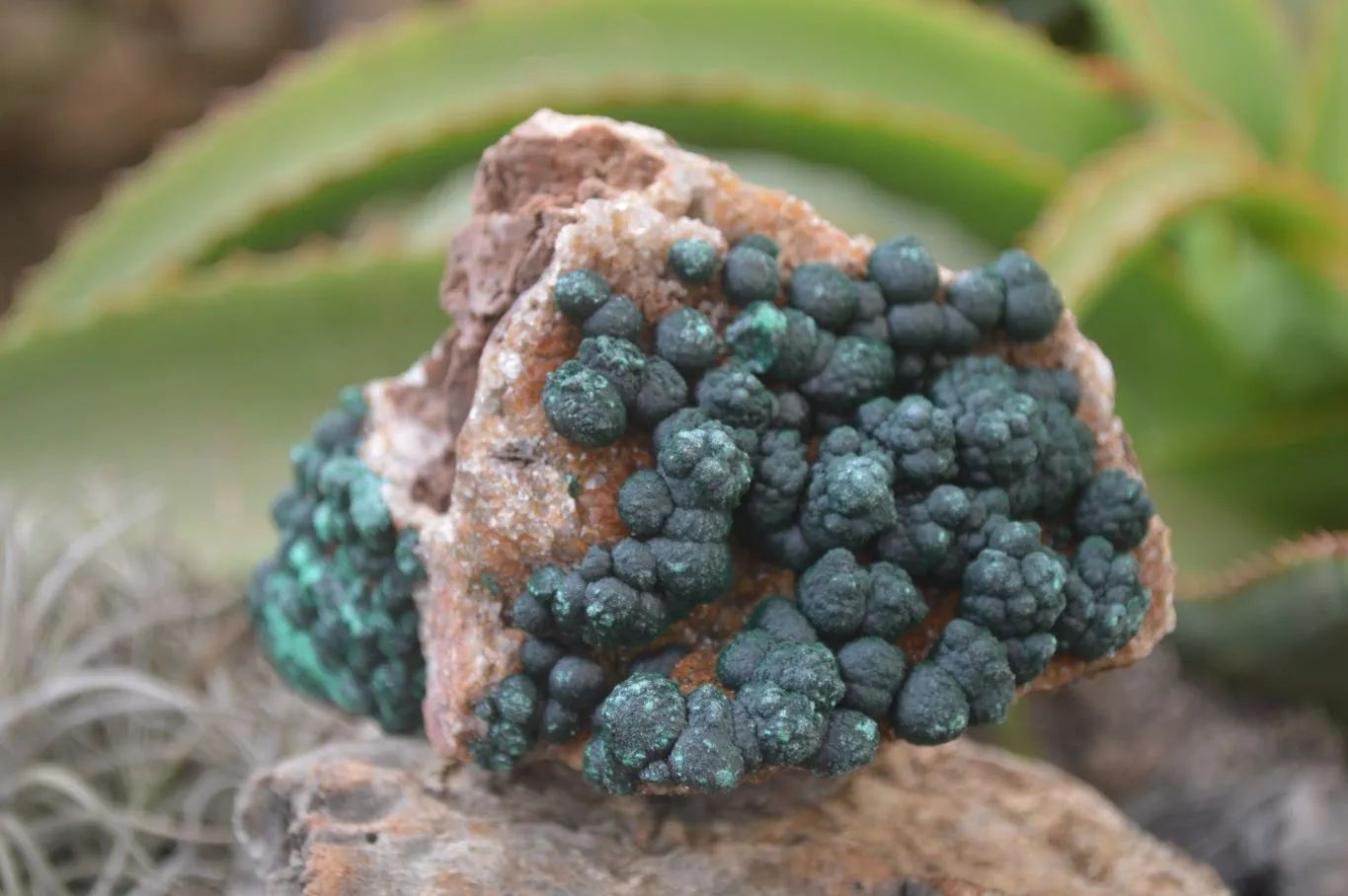 Natural Rare Ball Malachite On Drusy Quartz Dolomite Specimens x 2 From Kambove, Congo