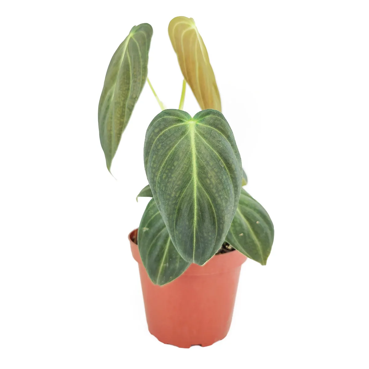 Philodendron Melanochrysum