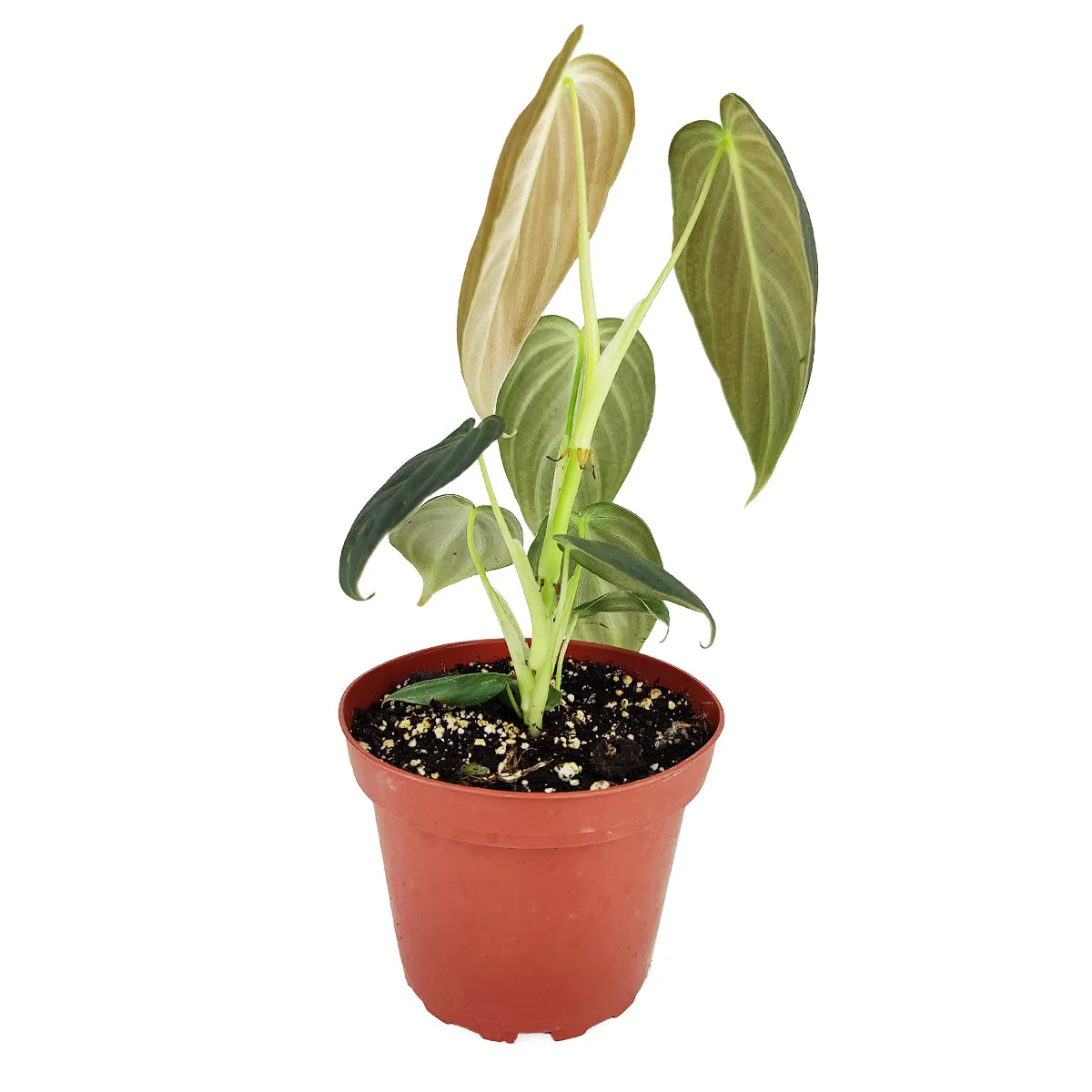 Philodendron Melanochrysum