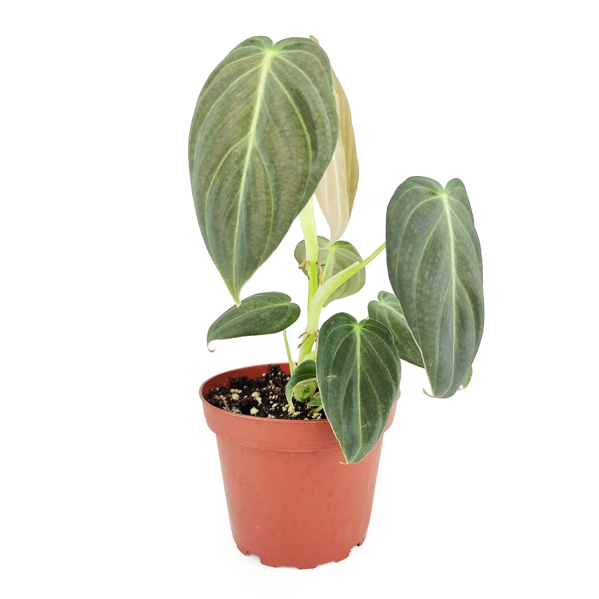 Philodendron Melanochrysum